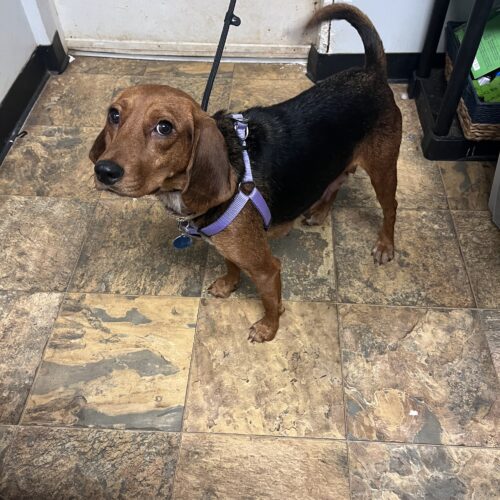 Cinnamon Final Victory Animal Rescue