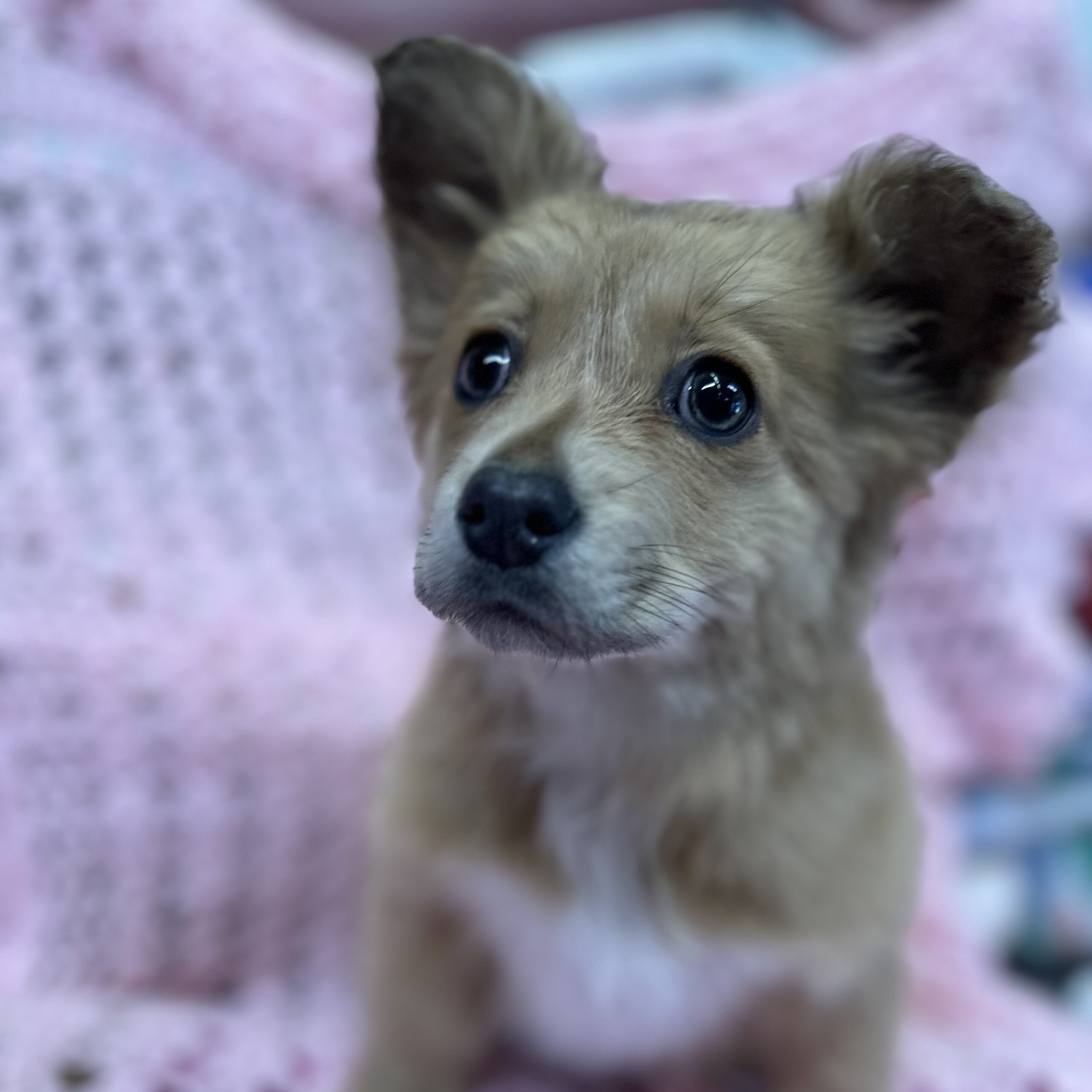 Gretchen Wieners – Final Victory Animal Rescue