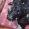 Oddy