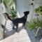 Oddy