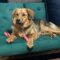 Sadie