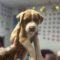 Auggie