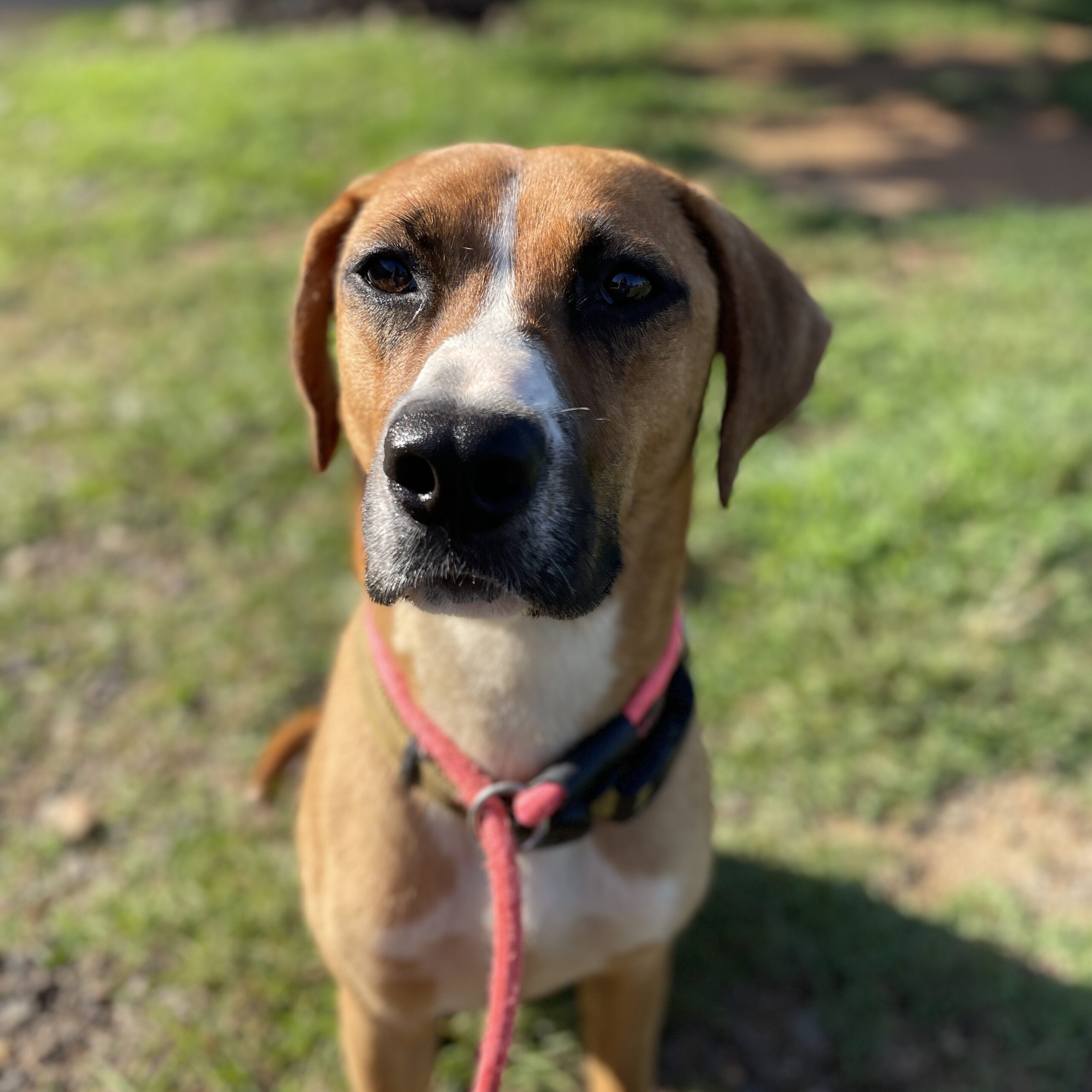 Diana Final Victory Animal Rescue