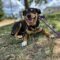 Roxie