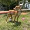 Teeter