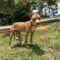 Teeter