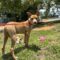Teeter